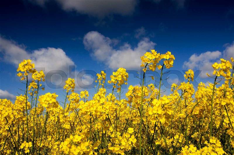 Yellow Canola field, Rape field. Blue cloudy sky, agriculture background. Spring nature landscape, stock photo