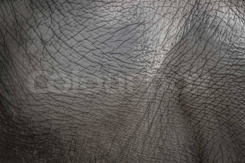 Close-up photo of elephant skin background in grey color, stock photo