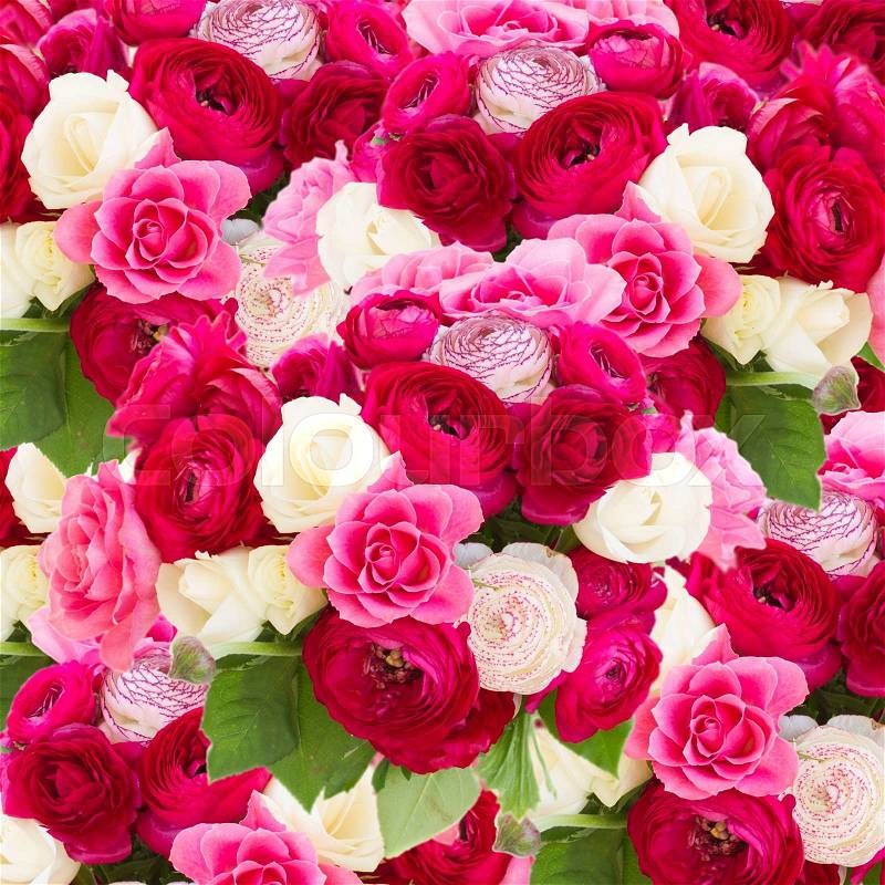 pink ranunculus and rose flowers close up background, stock photo
