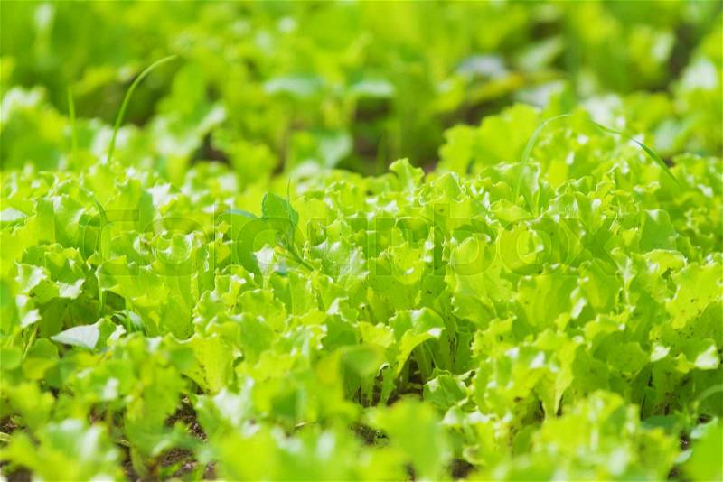 Organic Agriculture: garden beds with green lettuce, stock photo