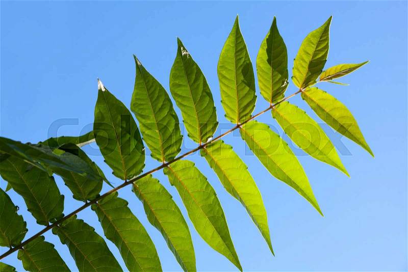 Green odd pinnate leaf of a tropical plant on a blue sky background, stock photo