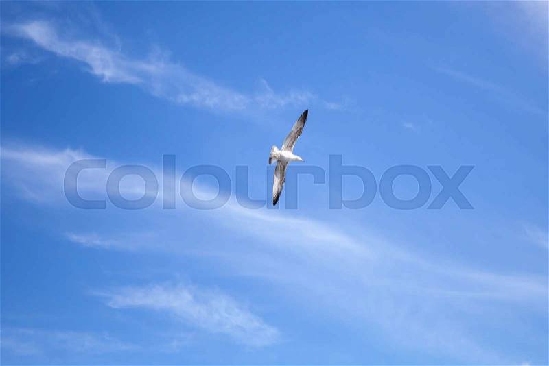 Big white seagull on blue cloudy sky background, stock photo