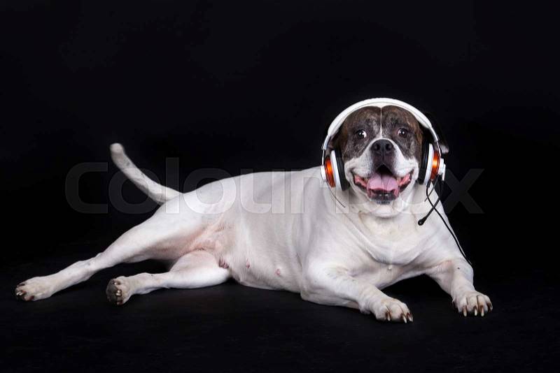 Dog listening to music, stock photo