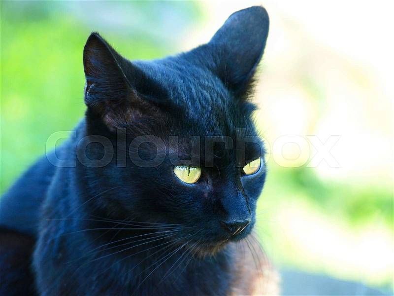 Black cat with green eyes taken closeup, stock photo
