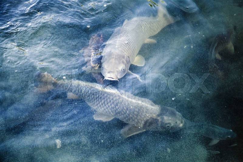 Group of big carps floats in blue water, stylized photo with blue tonal correction filter, selective focus and shallow DOF, stock photo