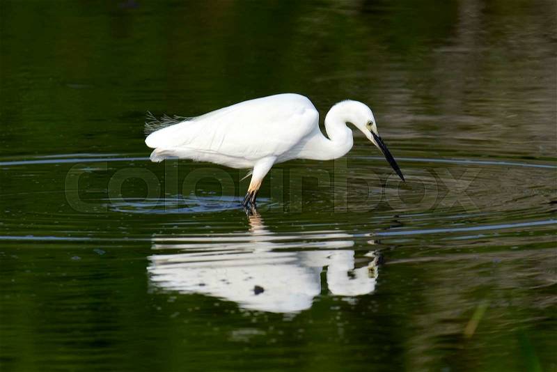 Great white egret stands in wildlife pond , stock photo