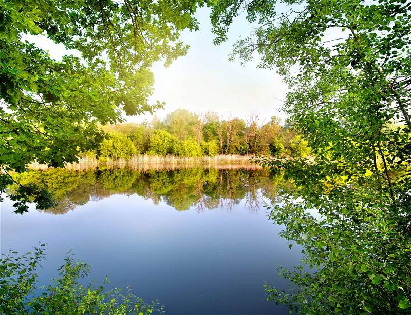 Trees with green leaves by the river, stock photo