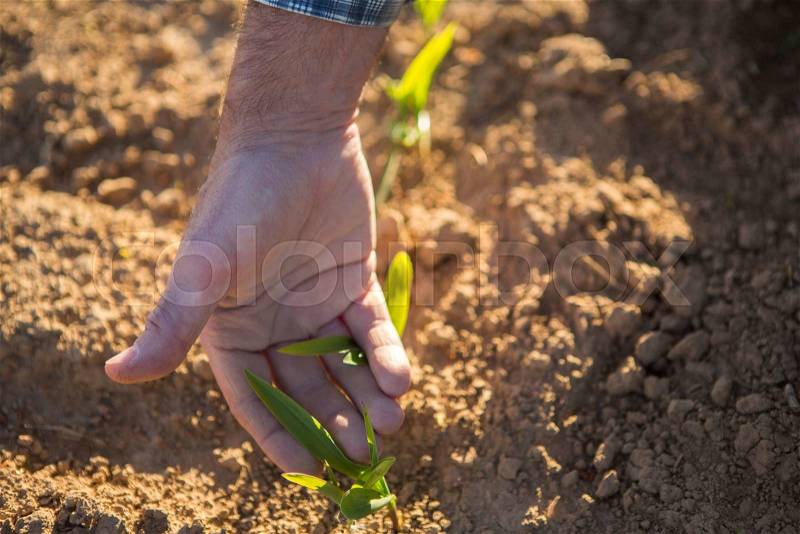 Details of senior hand checking culture in fields, stock photo