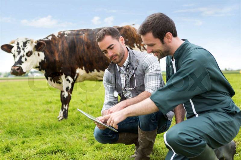 View of a Farmer and veterinary working together in a masture with cows, stock photo