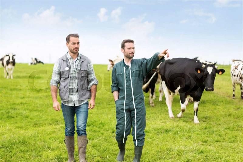 View of a Farmer and veterinary working together in a masture with cows, stock photo