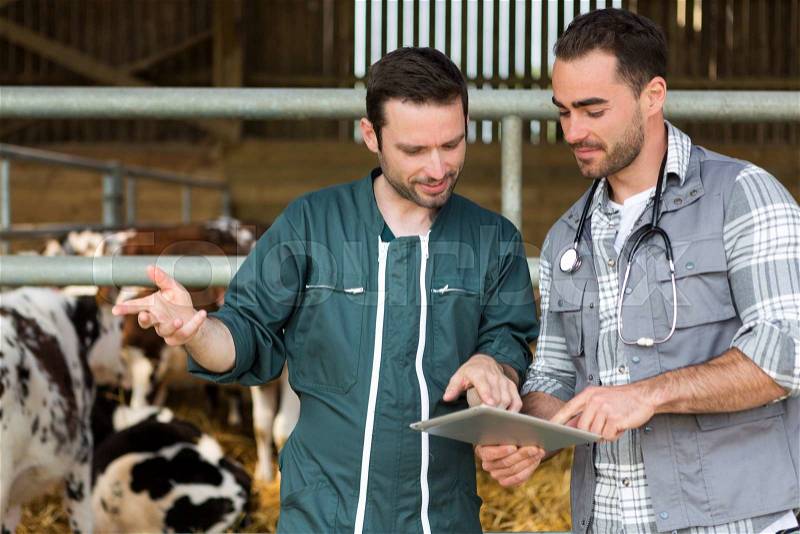 View of a Farmer and veterinary working together in a barn, stock photo