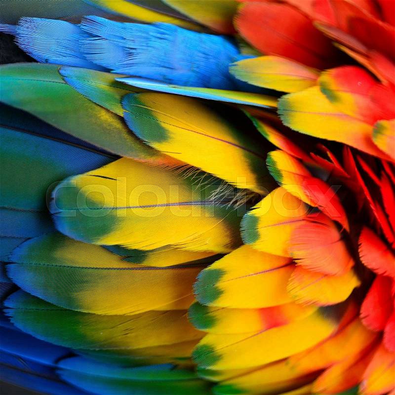 Beautiful nature background texture of Scarlet Macaw feathers pattern, stock photo