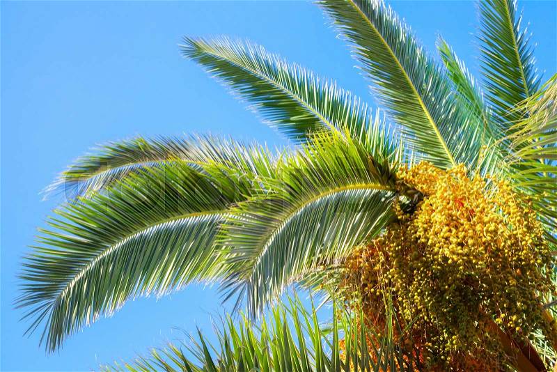 Palm tree leaves and dates over blue sky background, stock photo