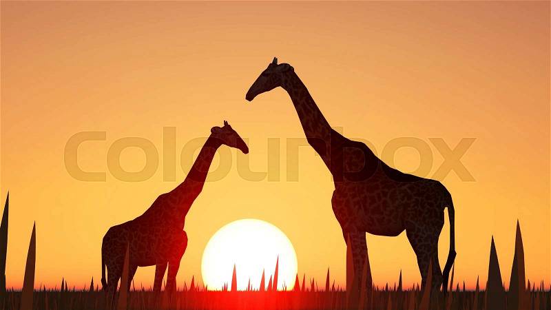 Giraffes and sunset, stock photo