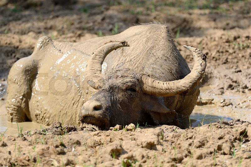 Water buffalo are bathing in a lake in Sri Lanka, stock photo