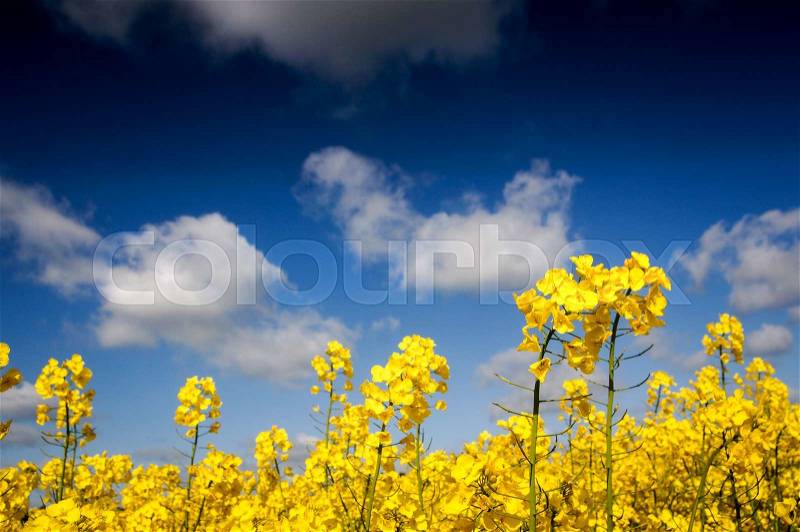 Yellow Canola field, Rape field. Blue cloudy sky, agriculture background. Spring nature landscape, stock photo