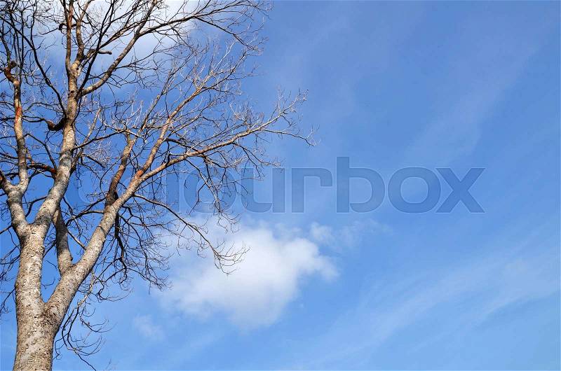 Tree with no leave with blue sky, stock photo