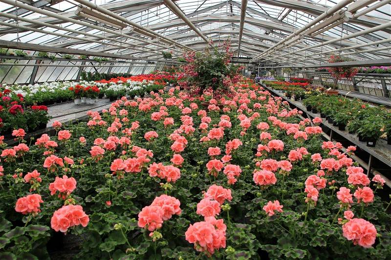 Many blooming pink geraniums for sale in the greenhouse in spring, stock photo