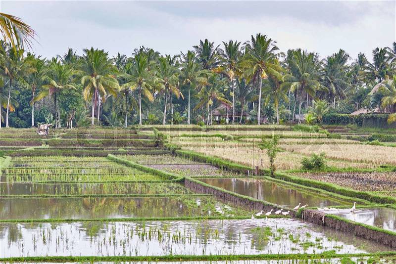 Scenic view of rice fields on a rainy weather near Ubud, Bali, Indonesia, stock photo