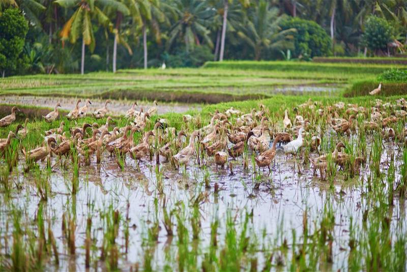 Many ducks on rice fields near Ubud, Bali, Indonesia , stock photo