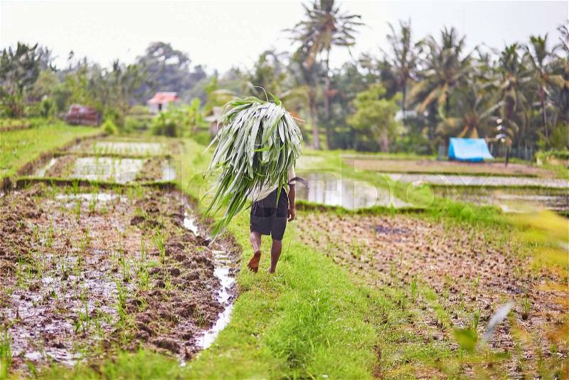 Man working on rice field near Ubud, Bali, Indonesia , stock photo