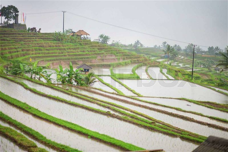 Scenic view of Jatiluwih rice terrace in Bali on a rainy day, stock photo