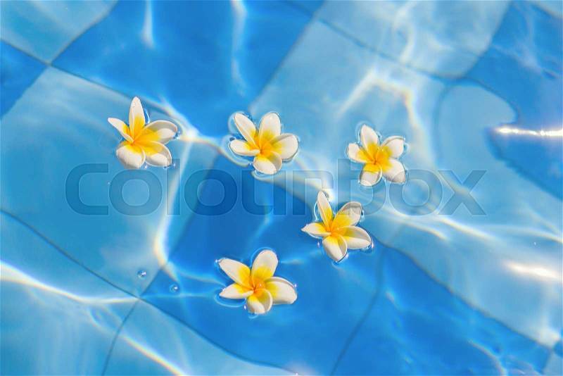 Beautiful frangipani flowers floating in blue water, stock photo