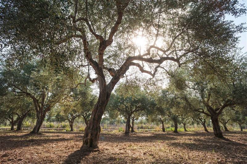 Olive trees and sun rays. Olive plantation, stock photo