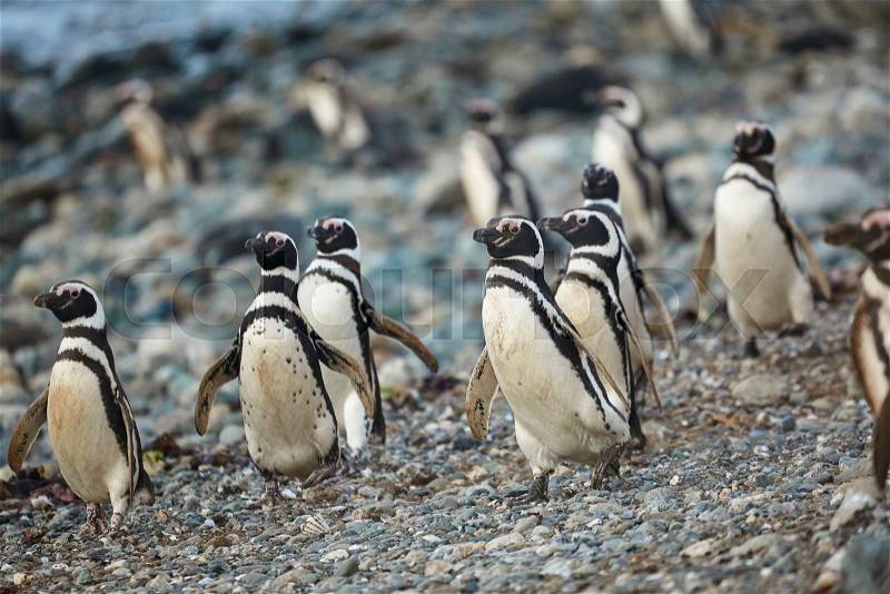 Many Magellanic penguins in natural environment on Magdalena island in Patagonia, Chile, South America, stock photo