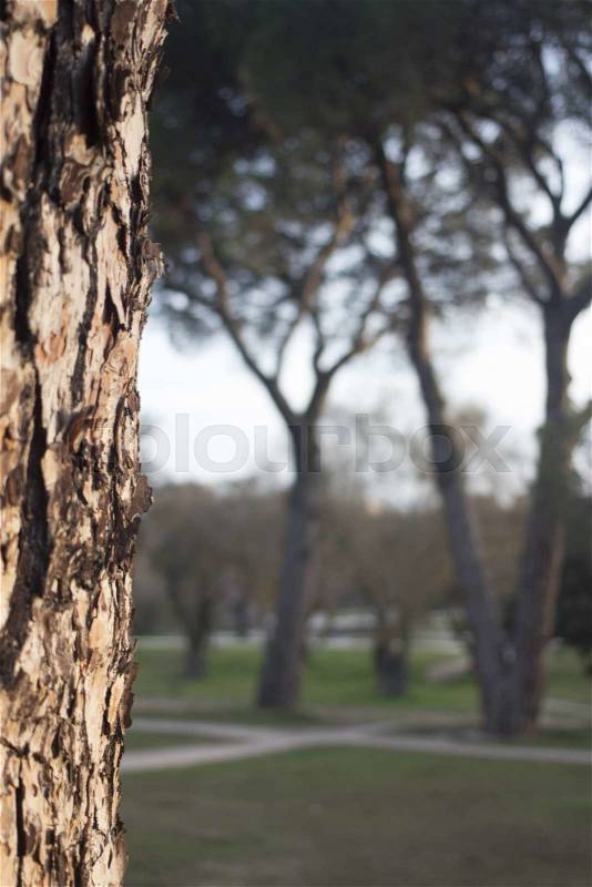 Tree branches trunk and leaves in park. Artistic color digital photo with shallow depth of focus. , stock photo
