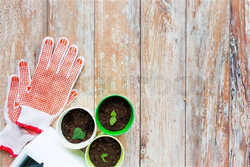 Gardening and planting concept - close up of seedlings, garden gloves on table, stock photo
