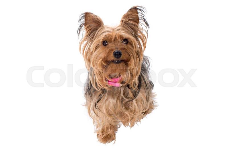 Portrait of Cute Yorkshire Terrier Dog with Pink Collar Sitting and Looking at Camera in Studio with White Background, stock photo