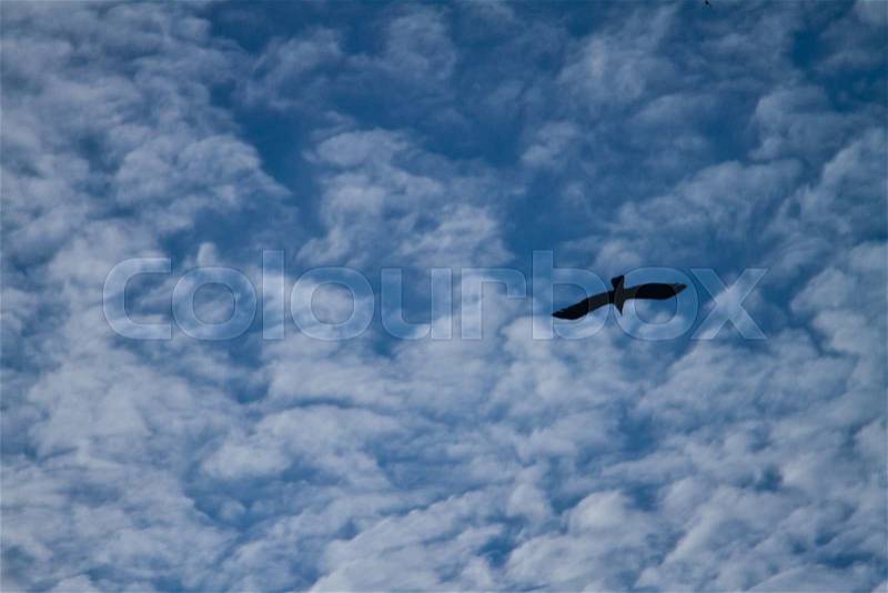 Bird in the sky in Krabi Thailand in the summer, stock photo