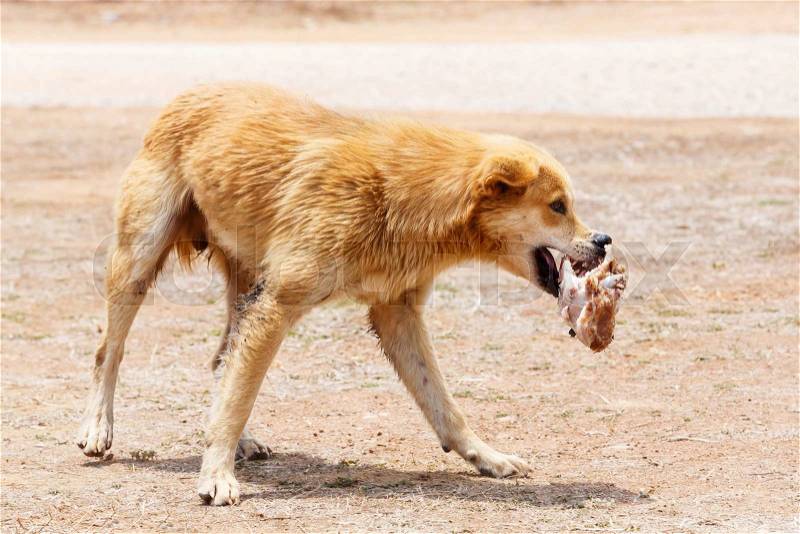 Close up dirty stray dog hold the bone in mouth , stock photo