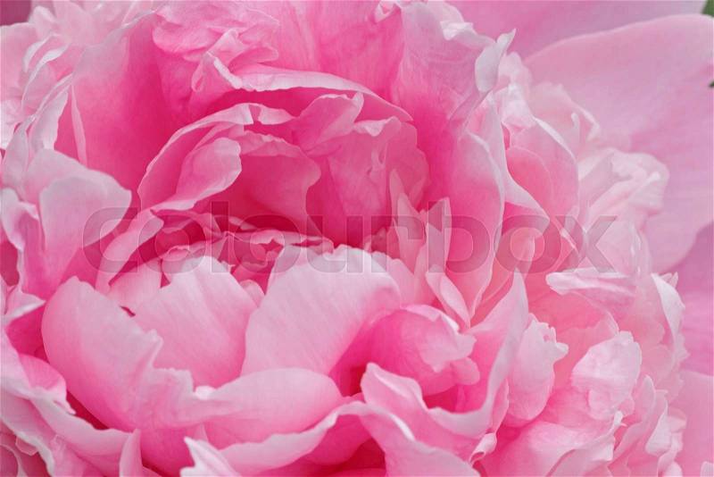 Close up of pink peony flower, stock photo