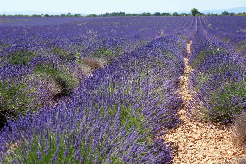 Beautiful lavender field in Provence, France, stock photo