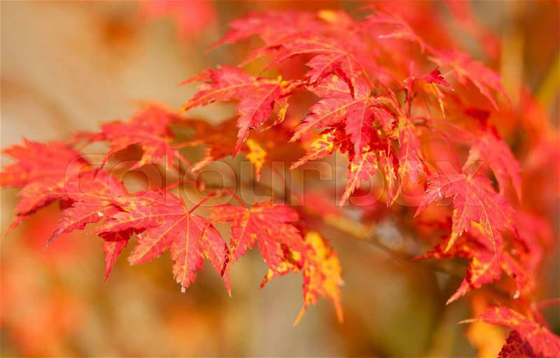 Beautiful red japanese maple leaves at fall, stock photo