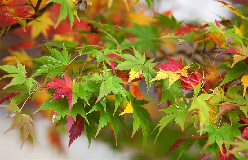 Colorful Japanese maple leaves at fall, stock photo