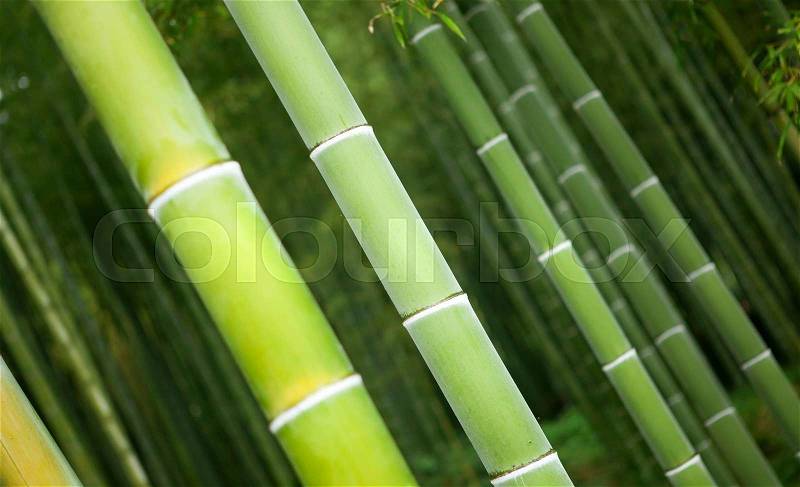 Closeup of bamboo trunks in a Japanese forest, stock photo