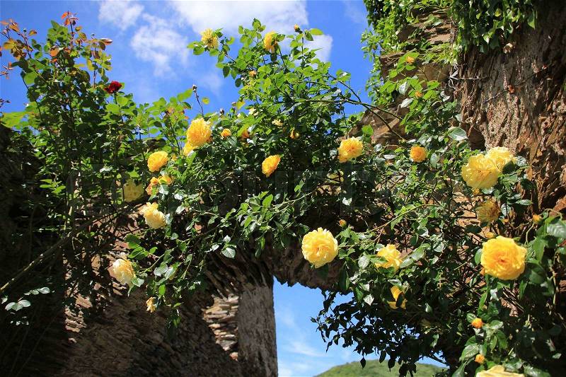 Blooming yellow roses on the wall with clouds and a blue sky in spring, stock photo