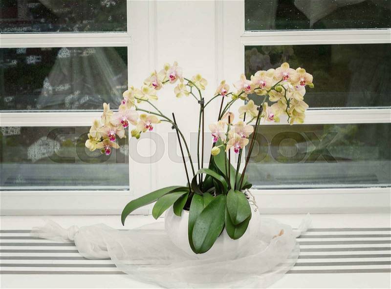 Pink orchid on a window sill, stock photo
