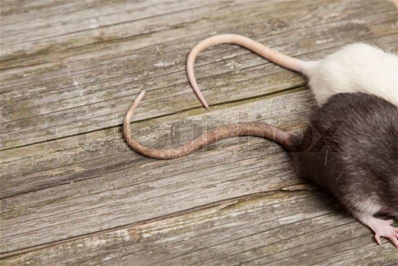 Tails of rats on a wooden table, stock photo