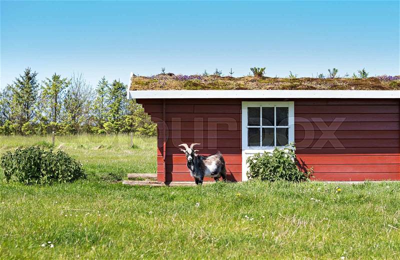 A goat and the sweden house, stock photo