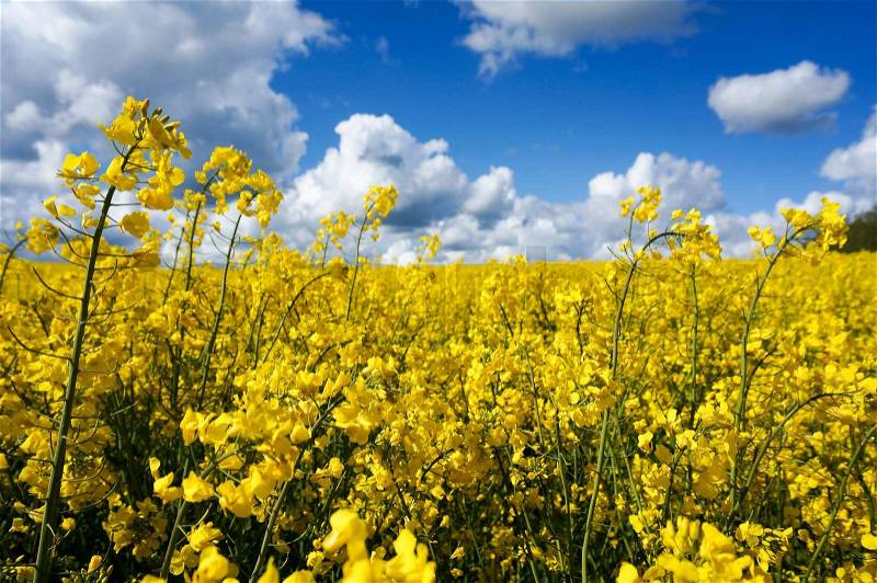 Canola field with canola oilseed and yellow rape flowers. Blue cloudy sky. Spring time, stock photo
