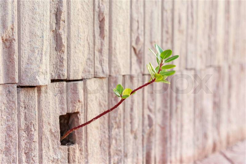 Close up young plant growing up from stone wall, stock photo