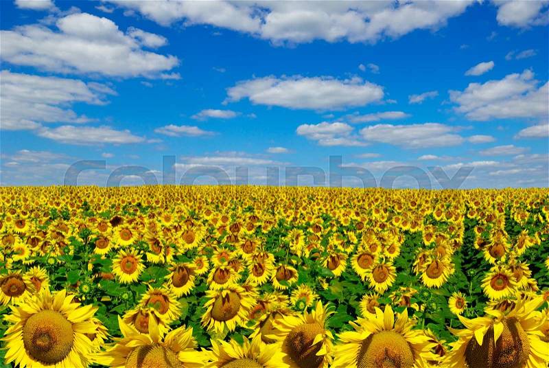 Yellow sunflowers growing in a field under a blue sky, stock photo