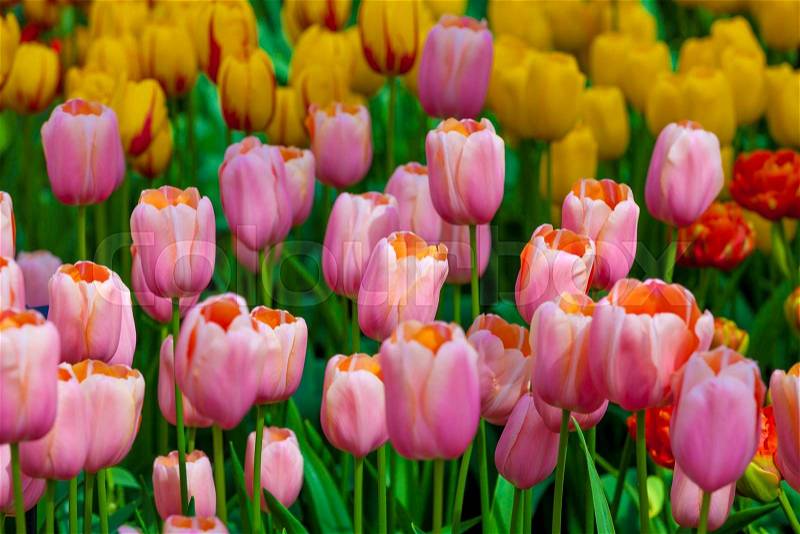 Tulip. Beautiful tulips. colorful tulips. tulips in spring,colourful tulip, stock photo