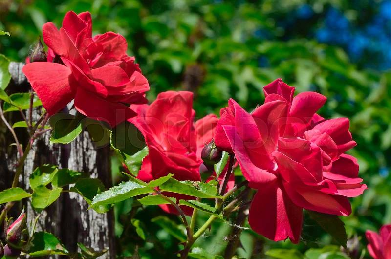 Red rose bloom in garden on background of blue sky, stock photo