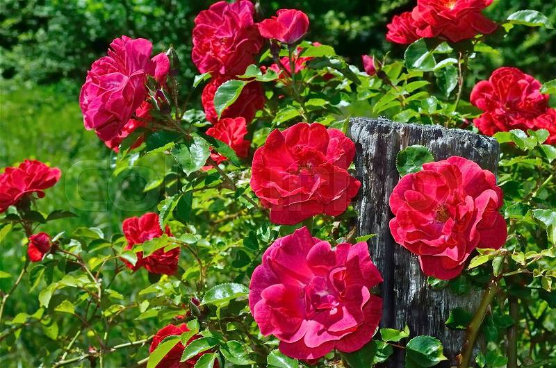 Red rose bloom in garden on background of blue sky, stock photo
