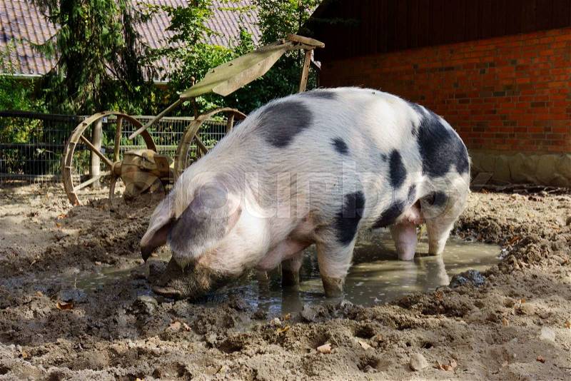 Pet pig on a farm, stock photo